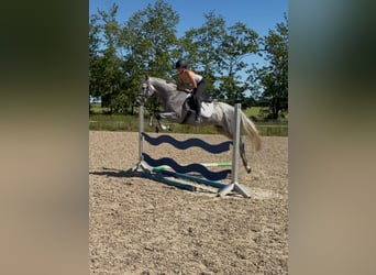 Oldenburg-International (OS), Gelding, 5 years, 15.2 hh