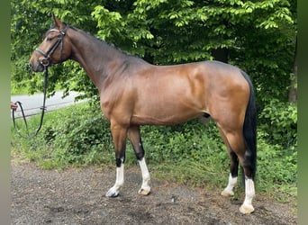 Oldenburg-International (OS), Gelding, 5 years, 15,2 hh, Brown