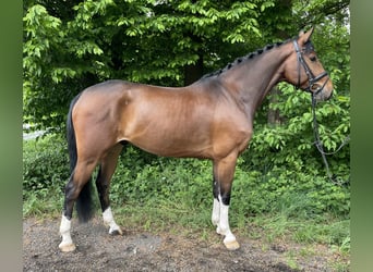 Oldenburg-International (OS), Gelding, 5 years, 15,2 hh, Brown