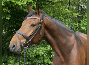 Oldenburg-International (OS), Gelding, 5 years, 15,2 hh, Brown