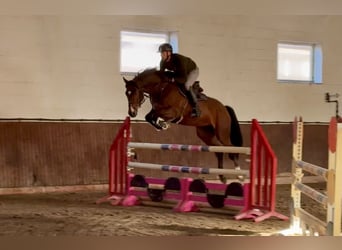 Oldenburg-International (OS), Gelding, 5 years, 16.1 hh, Brown Oldenburg-International (OS), Gelding, 5 years, 16.1 hh, Brown