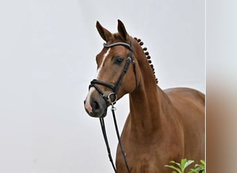 Oldenburg-International (OS), Gelding, 5 years, 16.1 hh