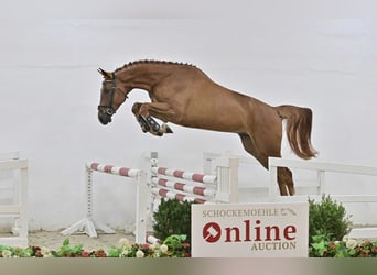 Oldenburg-International (OS), Gelding, 5 years, 16.1 hh