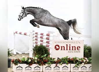 Oldenburg-International (OS), Gelding, 5 years, 16.1 hh