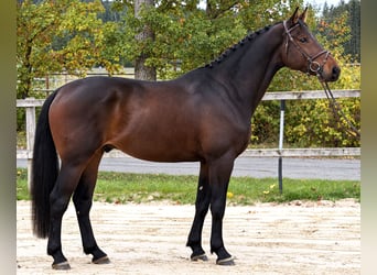 Oldenburg-International (OS), Gelding, 5 years, 16.2 hh, Bay-Dark