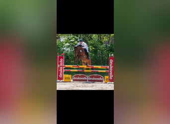 Oldenburg-International (OS), Gelding, 5 years, 16.2 hh, Brown