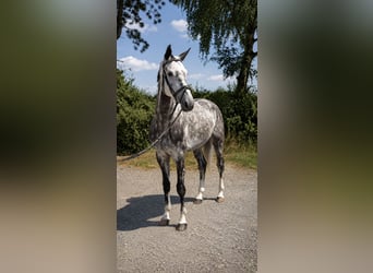 Oldenburg-International (OS), Gelding, 5 years, 16.2 hh, Grey-Dapple