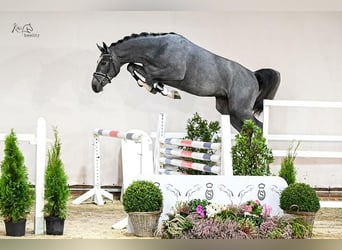 Oldenburg-International (OS), Gelding, 5 years, 16.2 hh, Grey-Dapple