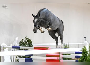 Oldenburg-International (OS), Gelding, 5 years, 16.2 hh, Grey-Dapple