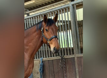 Oldenburg-International (OS), Gelding, 5 years, 16.3 hh, Brown