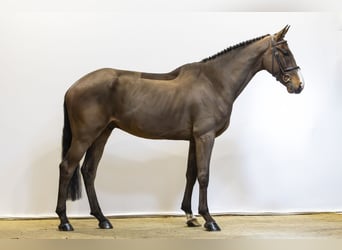 Oldenburg-International (OS), Gelding, 5 years, 16.3 hh, Brown