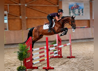 Oldenburg-International (OS), Gelding, 5 years, 16 hh, Brown