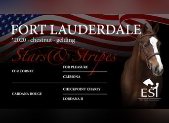 Oldenburg-International (OS), Gelding, 5 years, 16 hh, Chestnut-Red