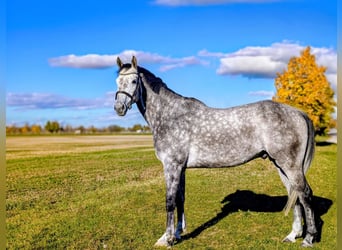 Oldenburg-International (OS), Gelding, 5 years, 16 hh, Grey