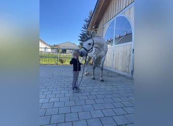 Oldenburg-International (OS), Gelding, 5 years, 16 hh, Grey