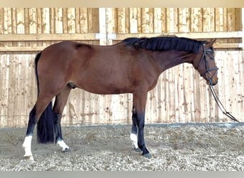 Oldenburg-International (OS), Gelding, 5 years, 16,1 hh, Brown