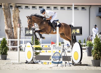 Oldenburg-International (OS), Gelding, 5 years, 16,1 hh, Brown