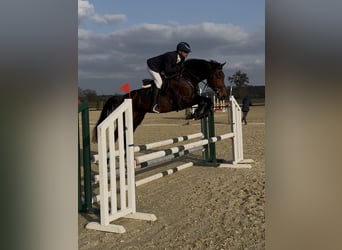 Oldenburg-International (OS), Gelding, 5 years, 16,1 hh, Brown