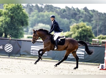 Oldenburg-International (OS), Gelding, 5 years, 16,1 hh, Brown
