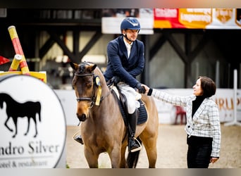 Oldenburg-International (OS), Gelding, 5 years, 16,1 hh, Brown