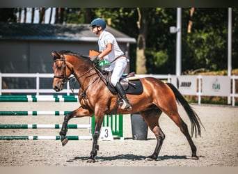 Oldenburg-International (OS), Gelding, 5 years, 16,1 hh, Brown