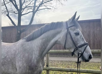 Oldenburg-International (OS), Gelding, 5 years, 16,1 hh, Gray