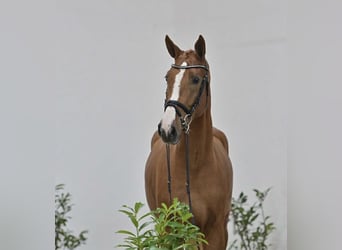 Oldenburg-International (OS), Gelding, 5 years, 16,1 hh