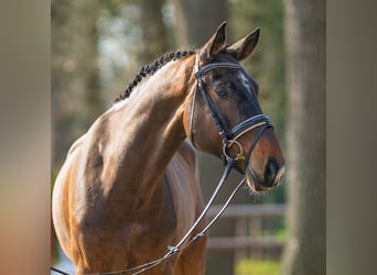 Oldenburg-International (OS), Gelding, 5 years, 16,2 hh, Bay-Dark