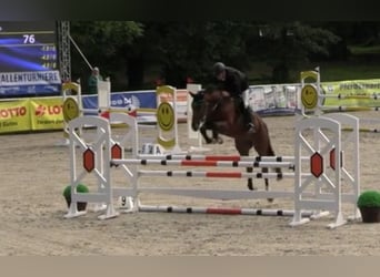 Oldenburg-International (OS), Gelding, 5 years, 16,2 hh, Brown