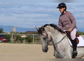 Oldenburg-International (OS), Gelding, 5 years, 16,2 hh, Grey