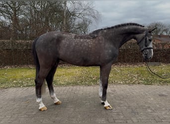 Oldenburg-International (OS), Gelding, 5 years, 16,2 hh, Grey