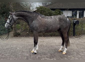 Oldenburg-International (OS), Gelding, 5 years, 16,2 hh, Grey
