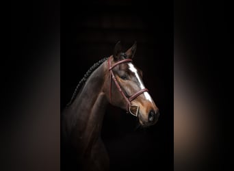 Oldenburg-International (OS), Gelding, 5 years, 16,3 hh, Bay-Dark