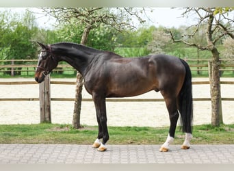 Oldenburg-International (OS), Gelding, 5 years, 16,3 hh, Bay-Dark