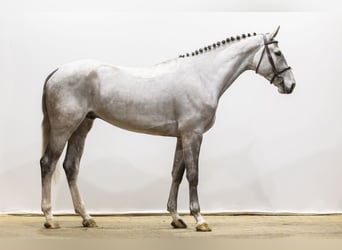 Oldenburg-International (OS), Gelding, 5 years, 17.1 hh, Grey