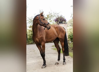 Oldenburg-International (OS), Gelding, 5 years, 17.2 hh, Brown