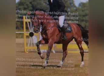 Oldenburg-International (OS), Gelding, 5 years, 17 hh, Brown