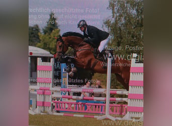 Oldenburg-International (OS), Gelding, 5 years, 17 hh, Brown