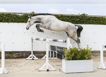 Oldenburg-International (OS), Gelding, 5 years, 17 hh, Grey