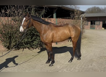 Oldenburg-International (OS), Gelding, 6 years, 15,3 hh, Brown