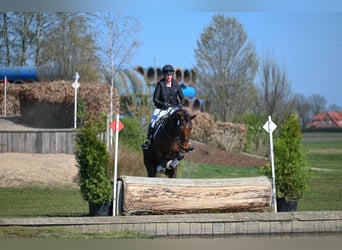 Oldenburg-International (OS), Gelding, 6 years, 16.1 hh, Brown