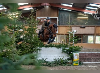Oldenburg-International (OS), Gelding, 6 years, 16.1 hh, Brown