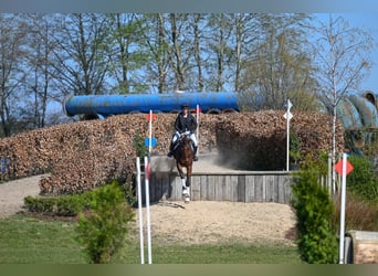 Oldenburg-International (OS), Gelding, 6 years, 16.1 hh, Brown