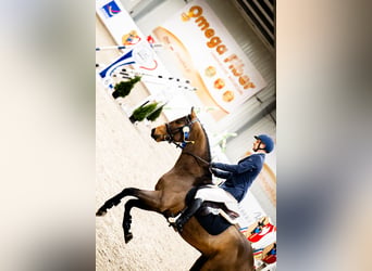 Oldenburg-International (OS), Gelding, 6 years, 16.1 hh, Brown
