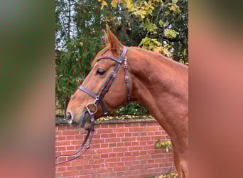 Oldenburg-International (OS), Gelding, 6 years, 16.1 hh, Chestnut-Red