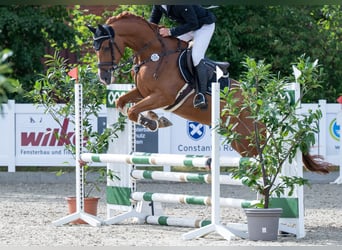 Oldenburg-International (OS), Gelding, 6 years, 16.1 hh, Chestnut-Red Oldenburg-International (OS), Gelding, 6 years, 16.1 hh, Chestnut-Red