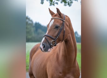 Oldenburg-International (OS), Gelding, 6 years, 16.1 hh, Chestnut-Red Oldenburg-International (OS), Gelding, 6 years, 16.1 hh, Chestnut-Red