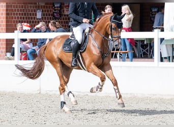 Oldenburg-International (OS), Gelding, 6 years, 16.1 hh, Chestnut-Red Oldenburg-International (OS), Gelding, 6 years, 16.1 hh, Chestnut-Red