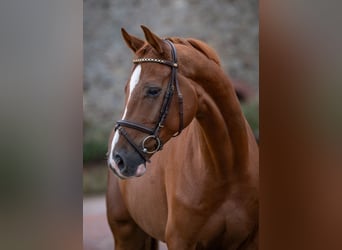 Oldenburg-International (OS), Gelding, 6 years, 16.1 hh, Chestnut-Red Oldenburg-International (OS), Gelding, 6 years, 16.1 hh, Chestnut-Red