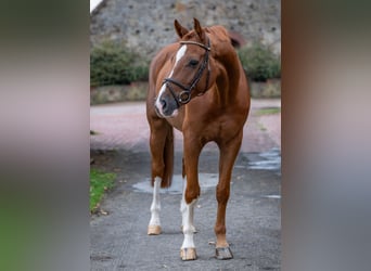 Oldenburg-International (OS), Gelding, 6 years, 16.1 hh, Chestnut-Red Oldenburg-International (OS), Gelding, 6 years, 16.1 hh, Chestnut-Red